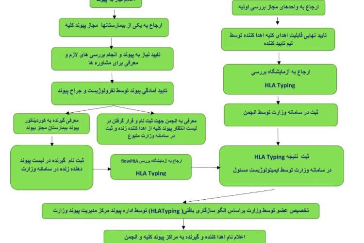 مراحل اهداء کلیه از افراد زنده به زنده